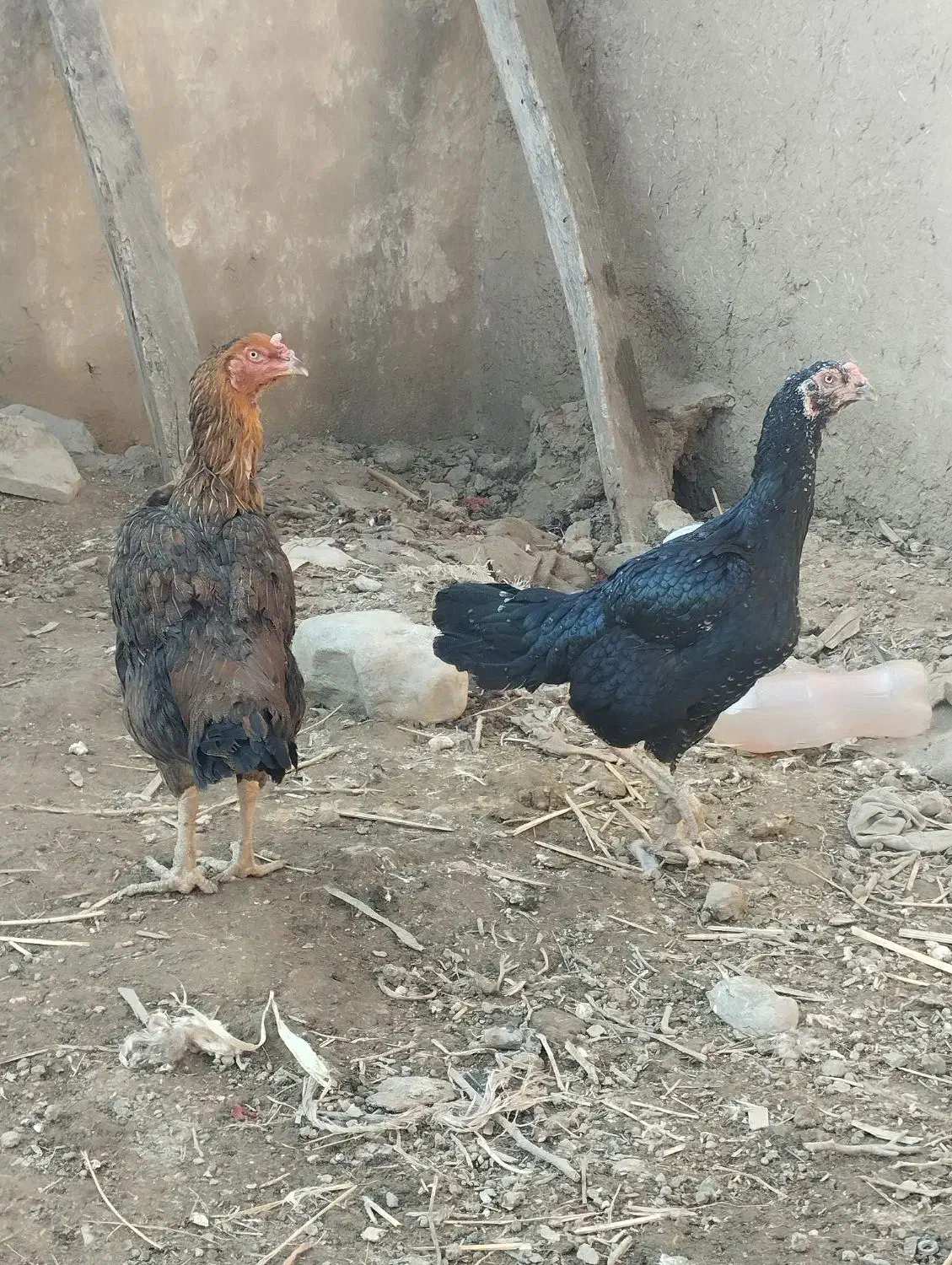 مرغ لاری|حیوانات مزرعه|نگین شهر, |دیوار