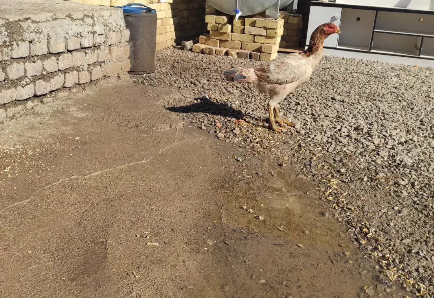 مرغ لاری فروشی|حیوانات مزرعه|بیرانوند, |دیوار