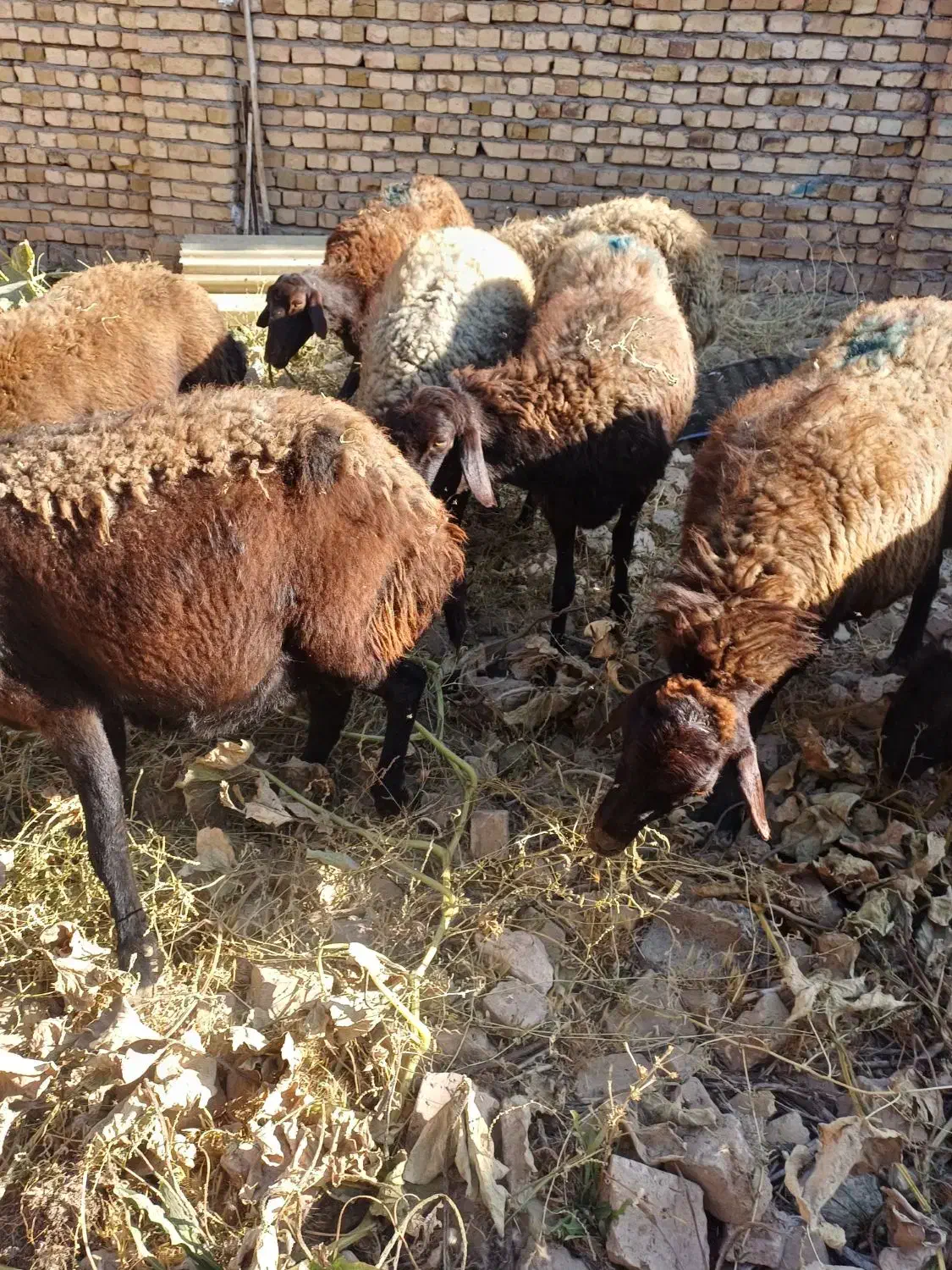 میش جوان آبستن افشاری|حیوانات مزرعه|قیدار, |دیوار