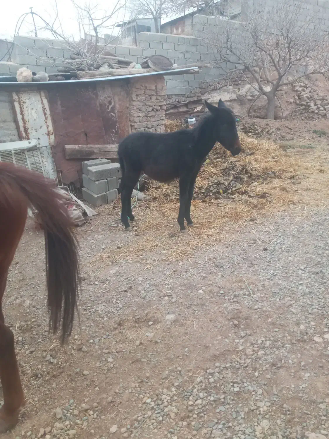 اسب مادیون باکره قاطره اروم سواری|اسب و تجهیزات اسب‌سواری|کرج, کمال‌شهر|دیوار