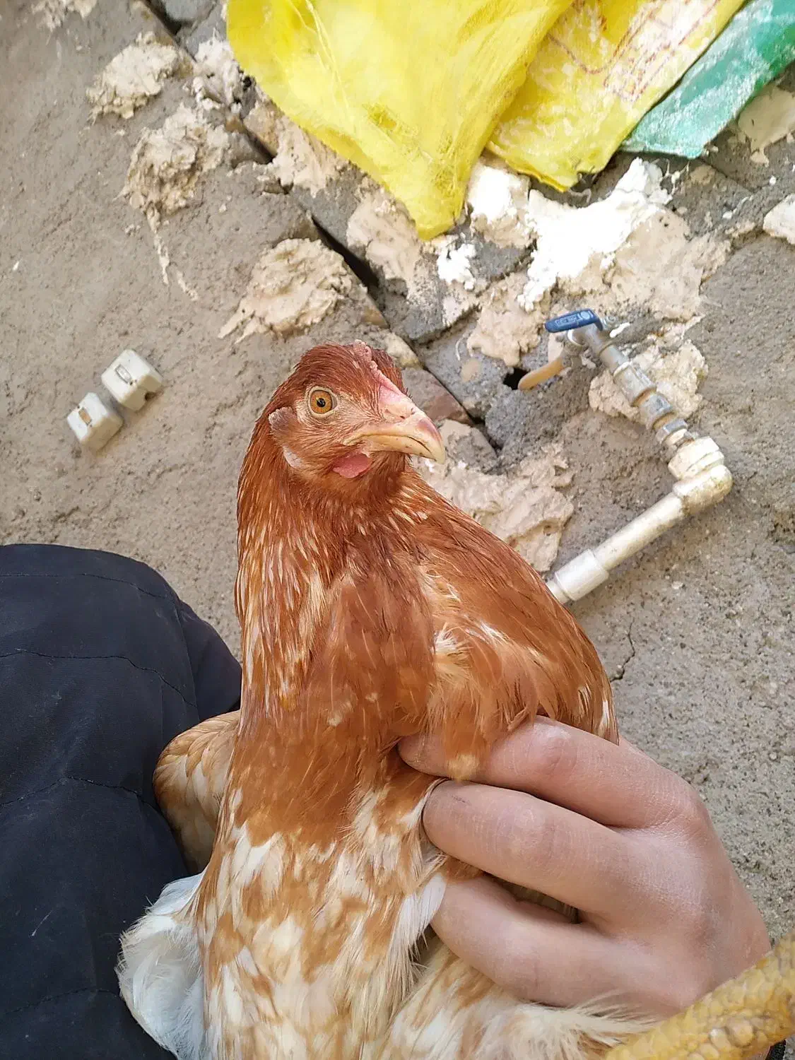 مرغ محلی|حیوانات مزرعه|قلعه نو, |دیوار