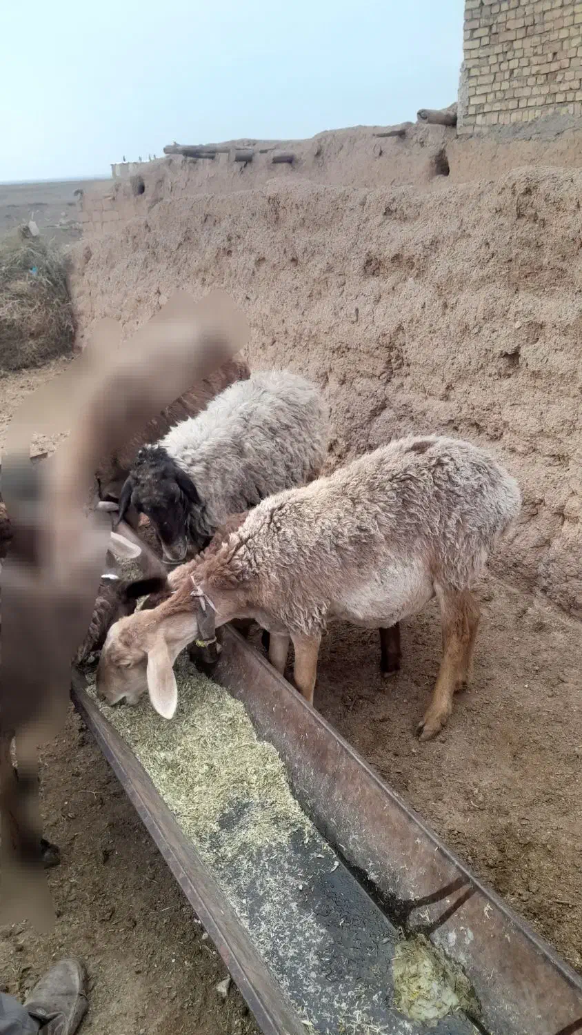 کاوور دودندان با میش جوان شکم سه|حیوانات مزرعه|تربت جام, جامرود|دیوار