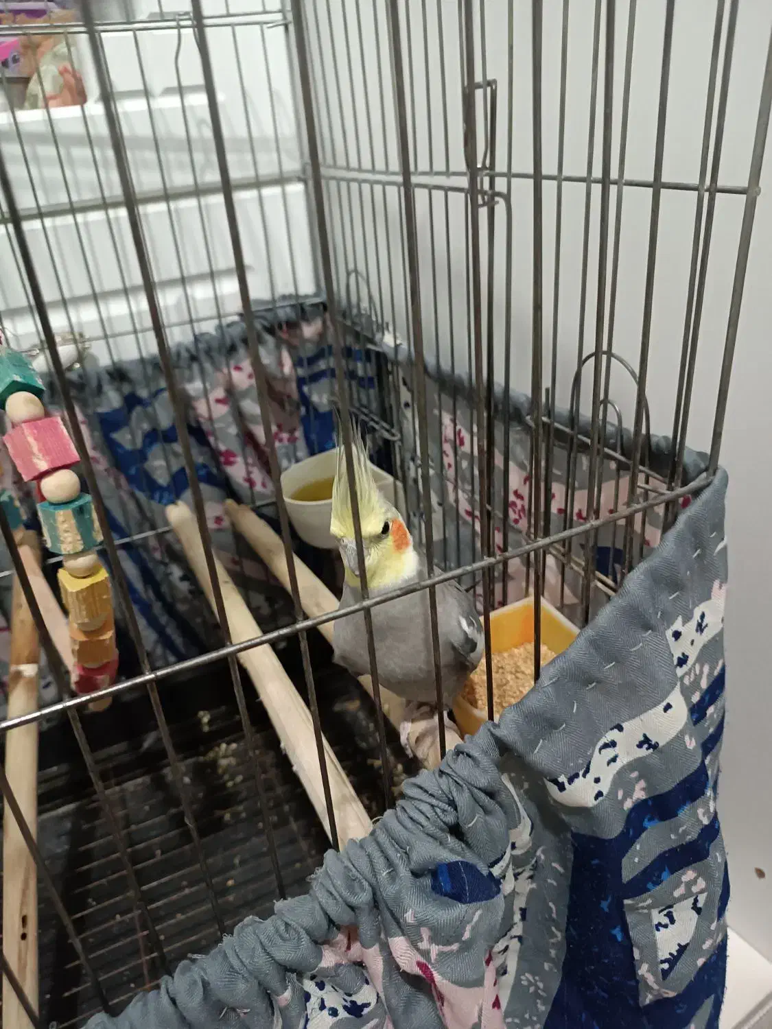 عروس هلندی باهوش|پرنده|پاکدشت, پاکدشت (مامازند)|دیوار