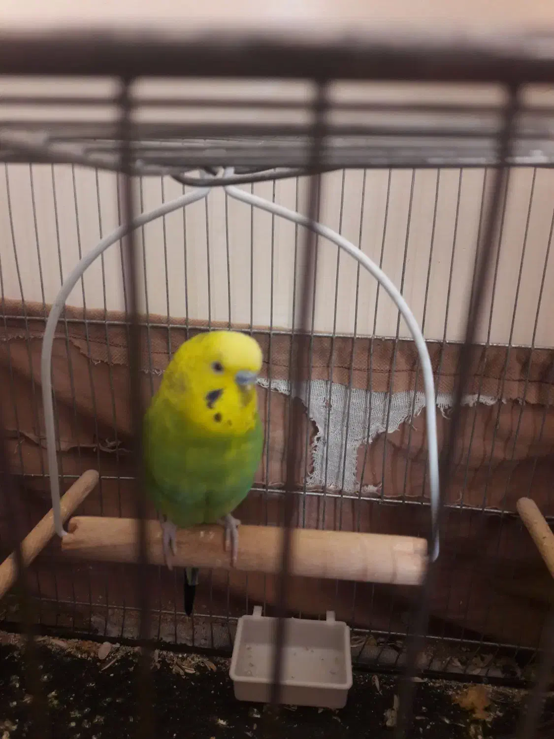 مرغ‌عشق‌ نر‌‌ بالغ|پرنده|فردیس, ثابتی|دیوار