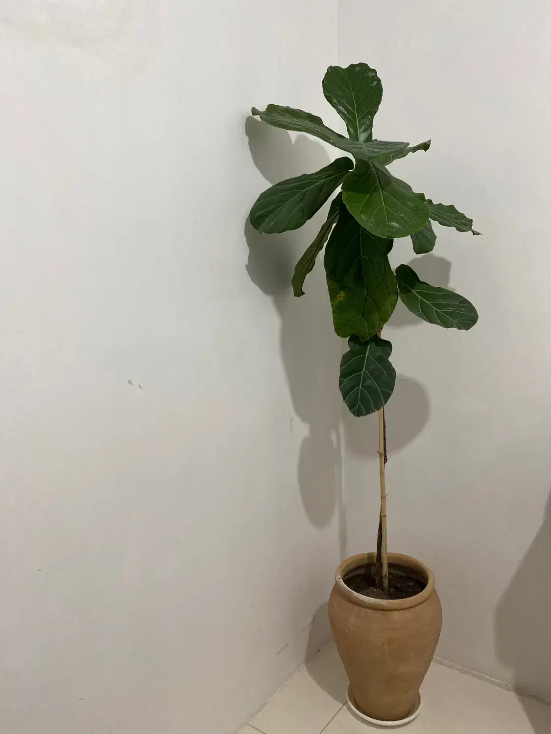 گل طبیعی|گل و گیاه طبیعی|شهریار, شهرک شاهد|دیوار