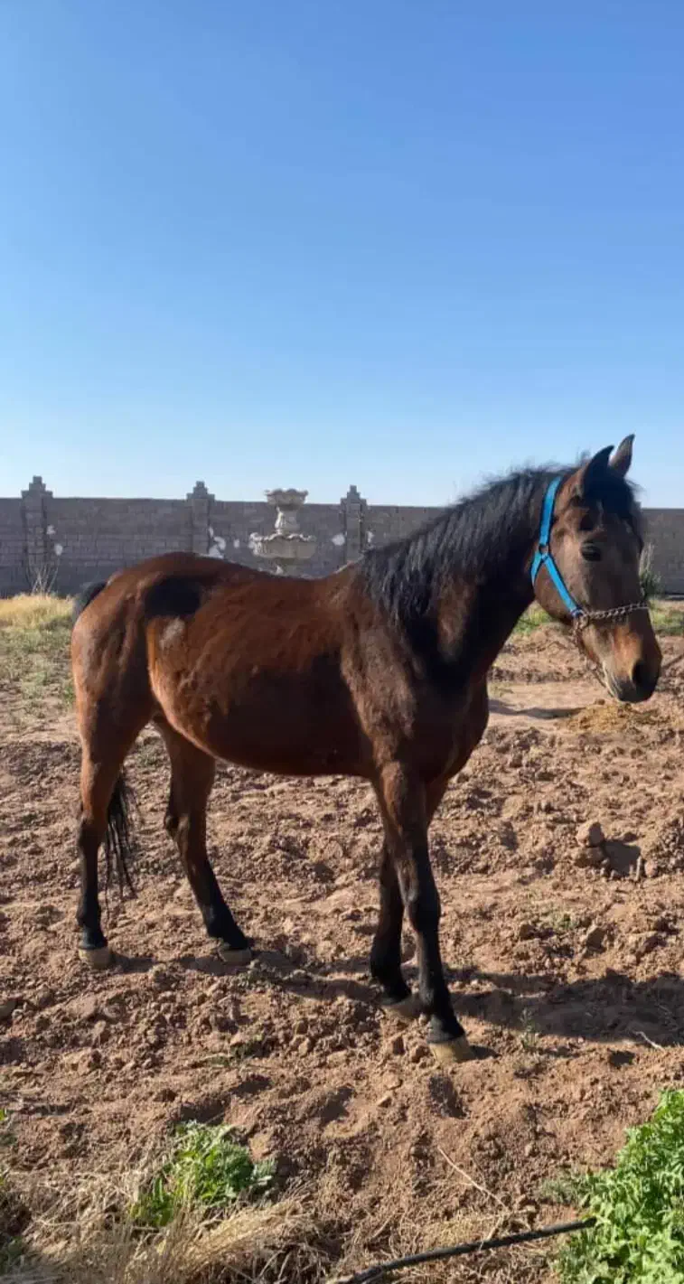 اسب کره سهیل|اسب و تجهیزات اسب‌سواری|رفسنجان, |دیوار