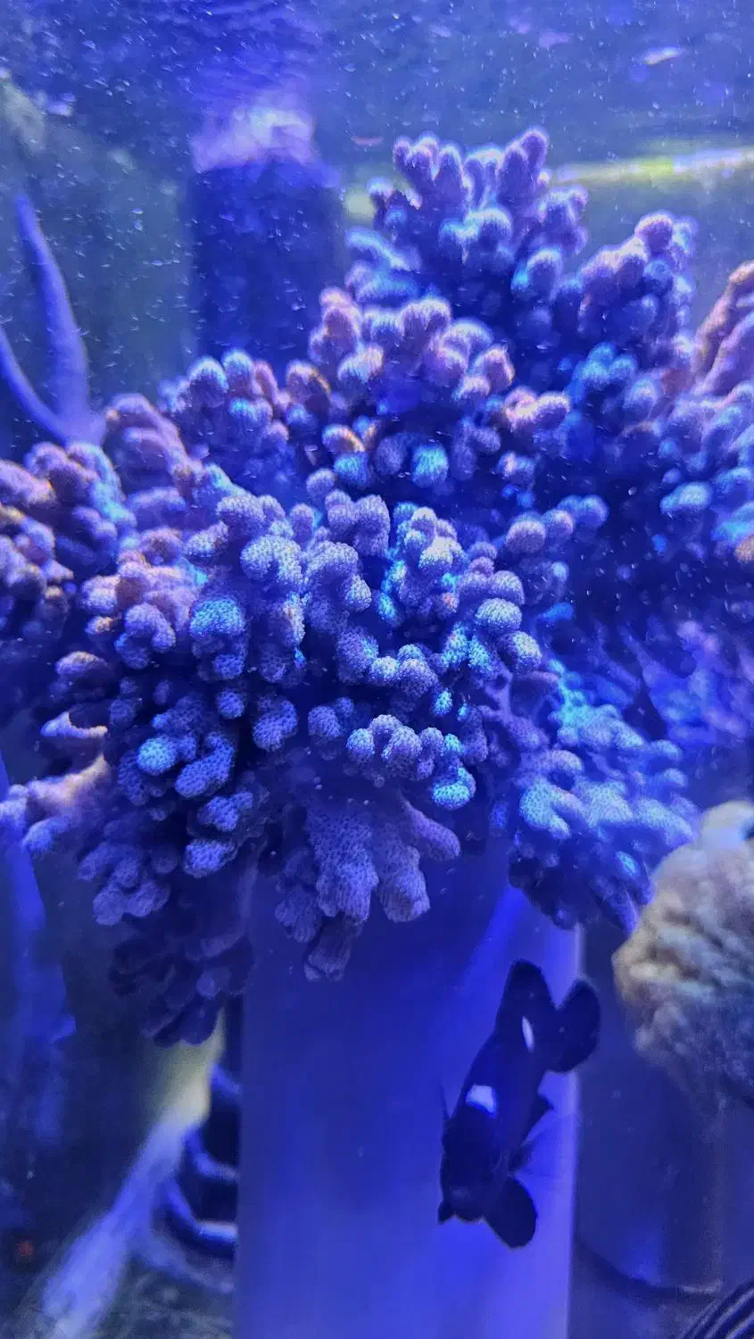 AB SHORسینولاریا آب شور و و  و|ماهی|تهران, جوادیه تهرانپارس|دیوار