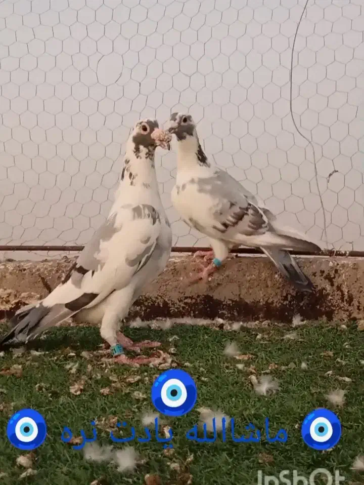 نر ماده پلنگ سبز مسافتی عطیقه|پرنده|مشهد, مهدی آباد|دیوار