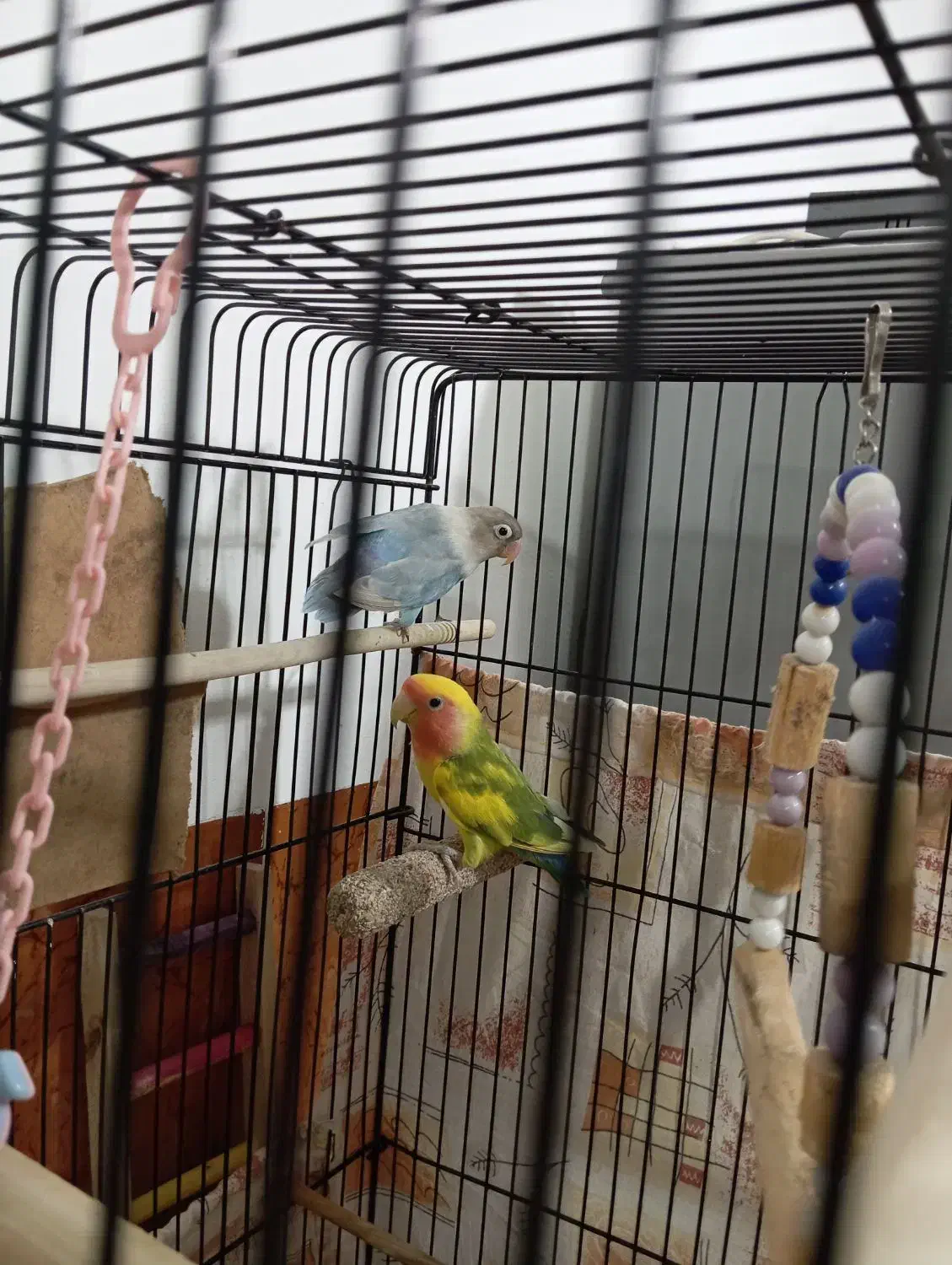 طوطی برزیلی|پرنده|سقز, |دیوار