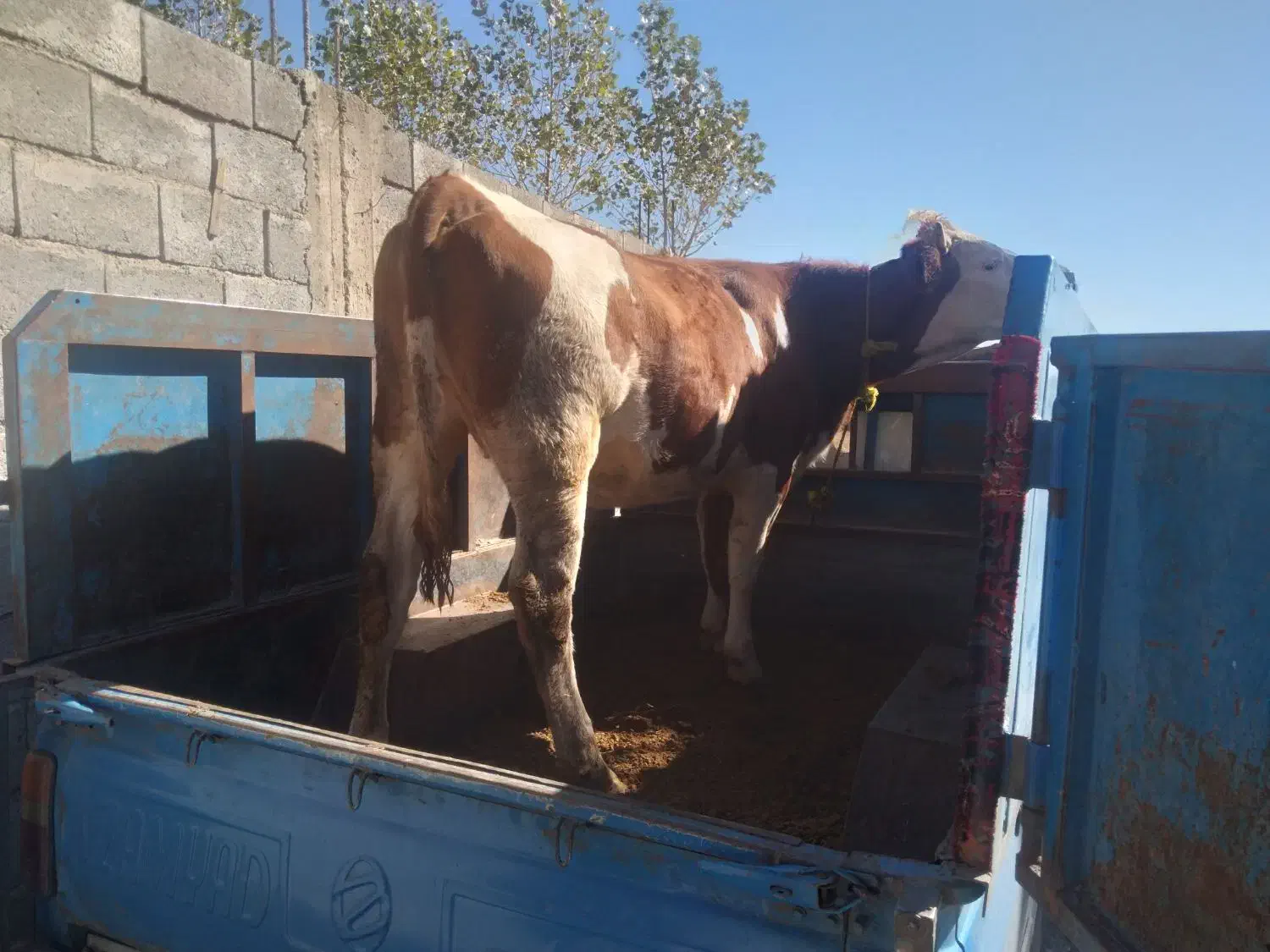 گاو سیمنتال|حیوانات مزرعه|مهربان, |دیوار