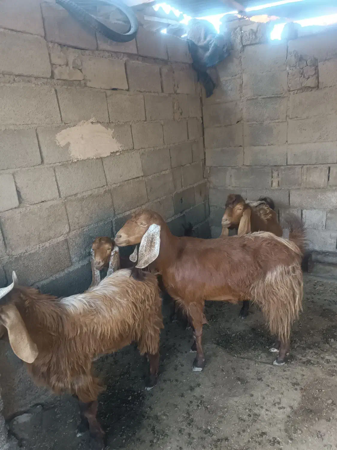 دورگ پاکستانی قیمت۵۰تومان|حیوانات مزرعه|انبارآلوم, |دیوار