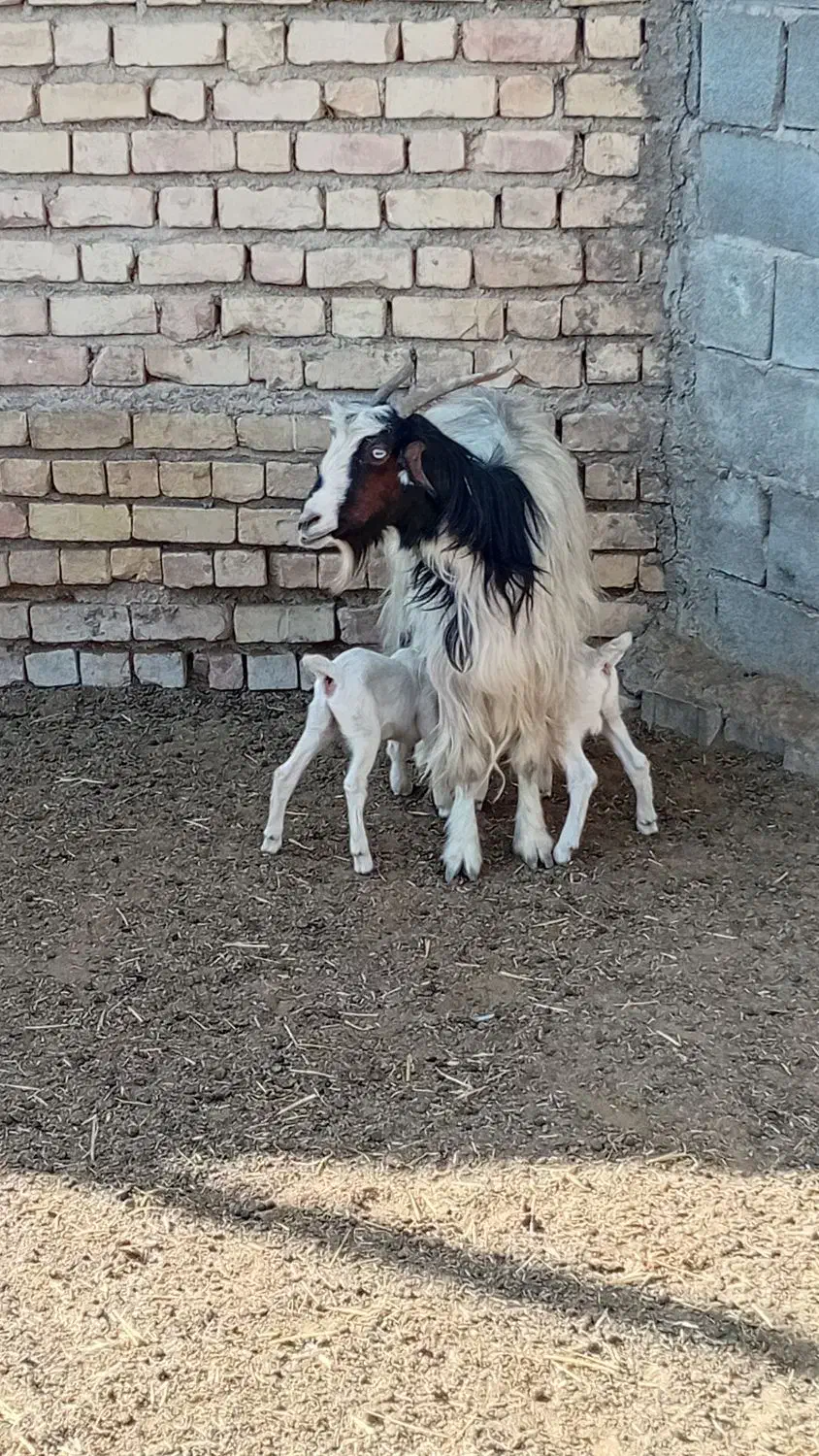 بزه کهردار|حیوانات مزرعه|ارسنجان, |دیوار