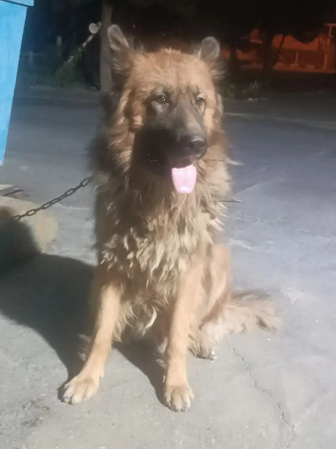 سگ ژرمن کینگ|سگ|قرچک, میرزائی جنوبی|دیوار