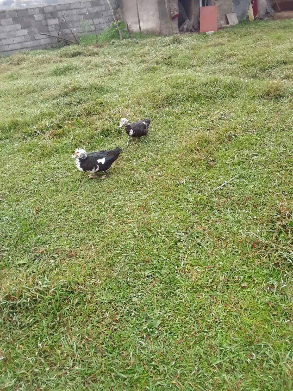 مرغ اردک  اسراعلی|حیوانات مزرعه|گوراب زرمیخ, |دیوار