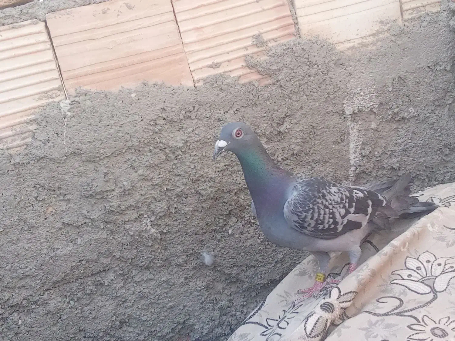 کبوتر گرفتنی|پرنده|زابل, |دیوار