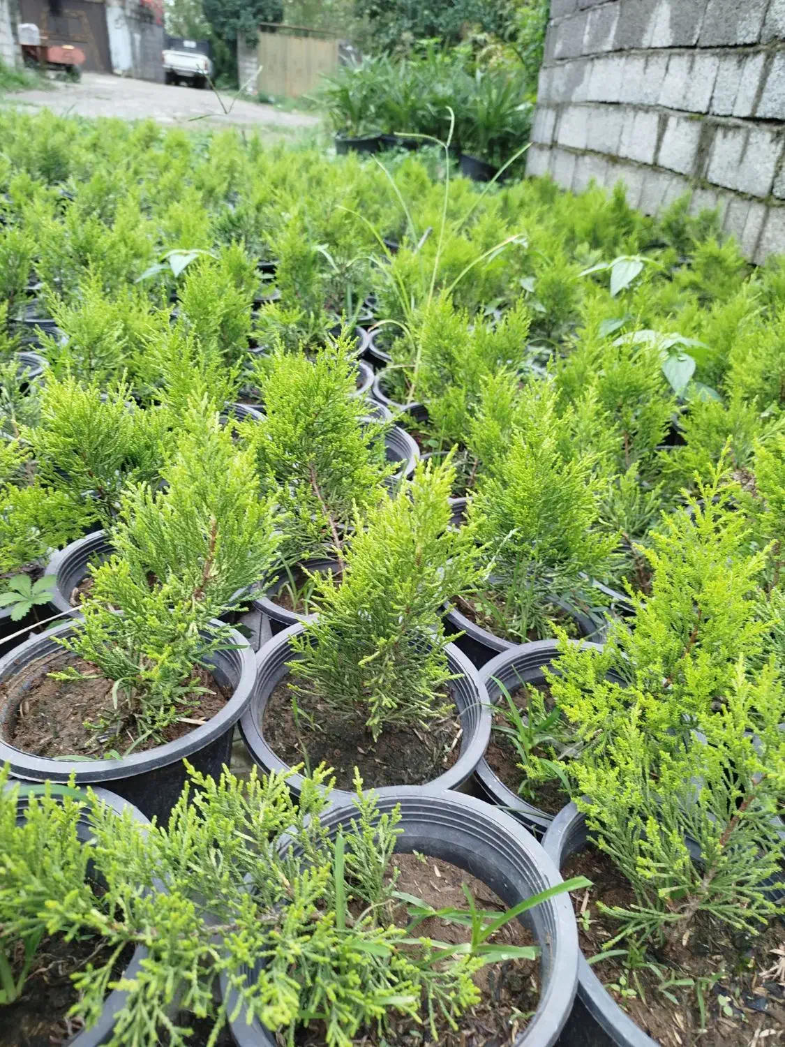 لاوسون|گل و گیاه طبیعی|کلاچای, |دیوار