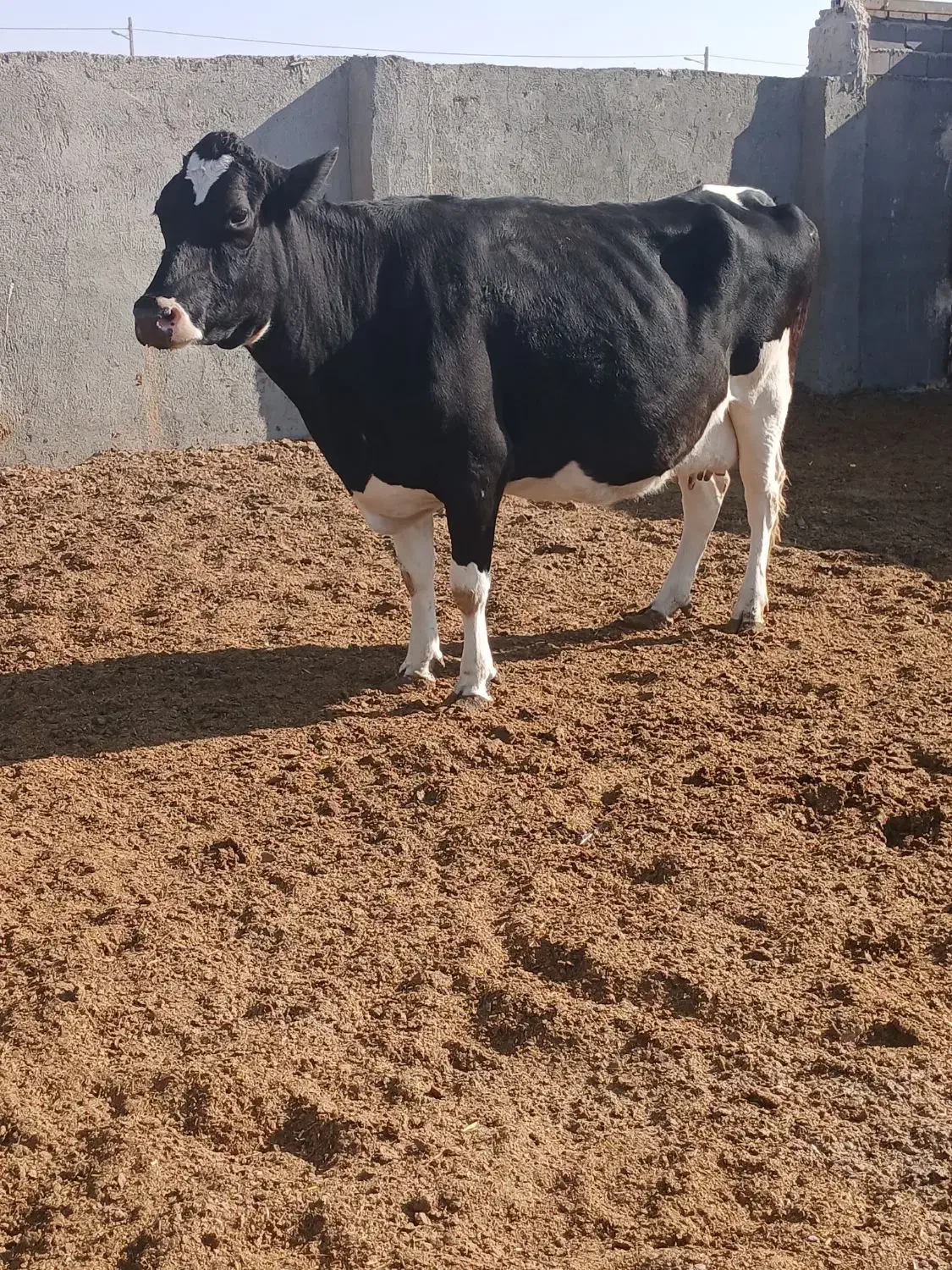 گاو|حیوانات مزرعه|تربت جام, میان جام|دیوار