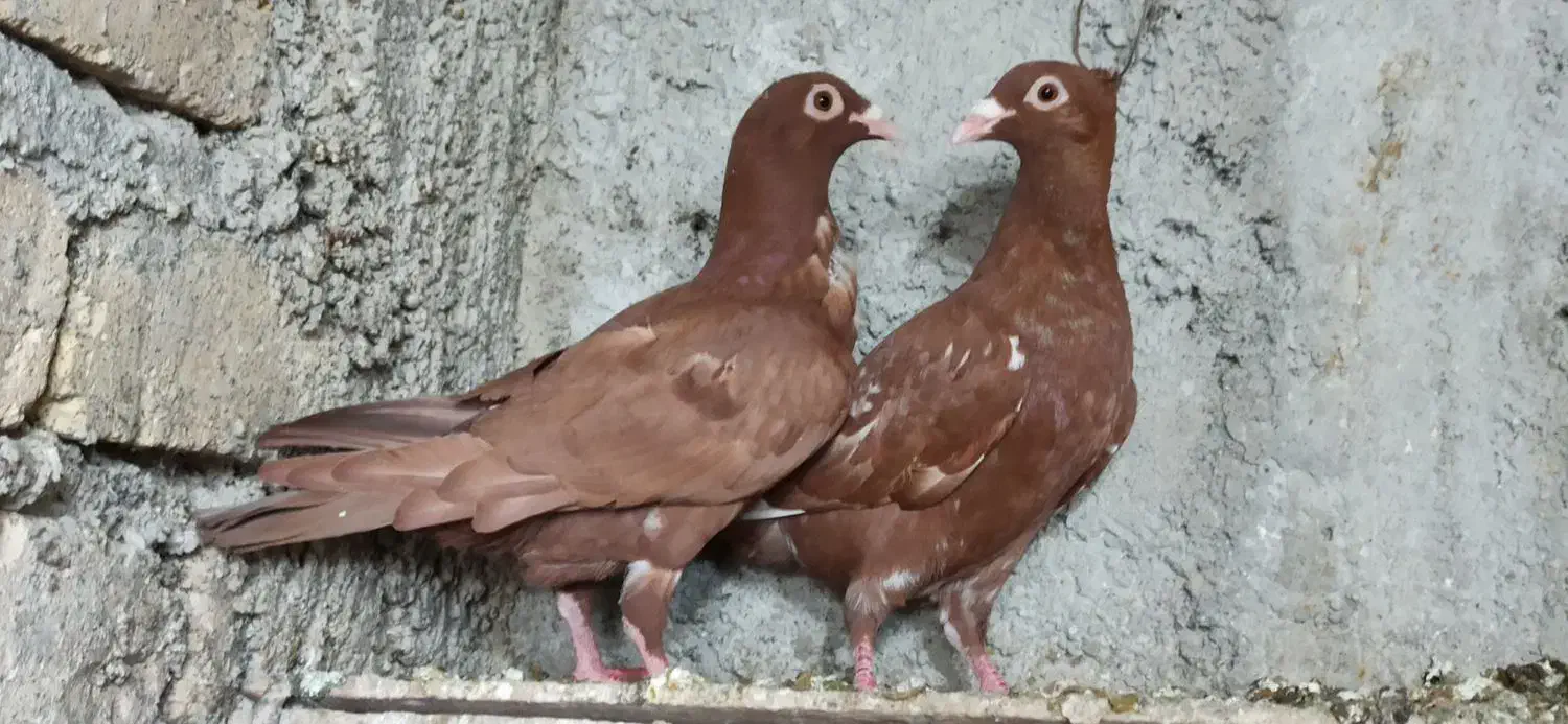 کبوتر میلومنز اصل|پرنده|فراشبند, |دیوار