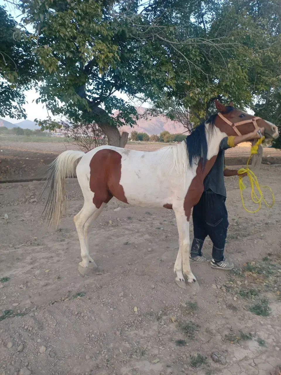 اسب|اسب و تجهیزات اسب‌سواری|تیران, |دیوار