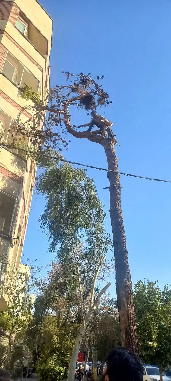 برش و هرس درخت های خشک و فرسوده  خریدار چوب|خدمات باغبانی و درختکاری|تهران, خاوران|دیوار