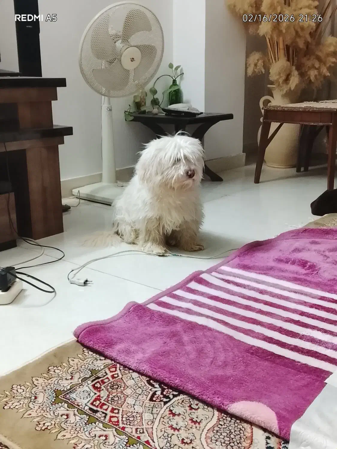 سگ خونگی|سگ|نیشابور, مدرس|دیوار