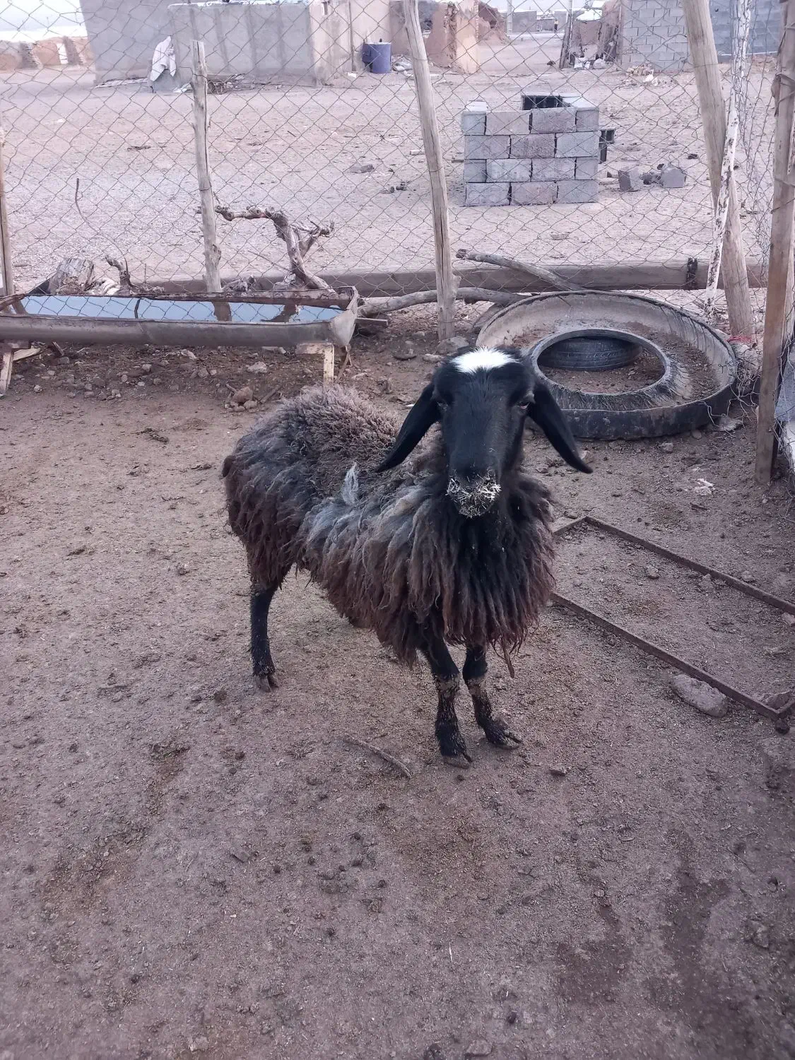 شیشک|حیوانات مزرعه|زاویه, |دیوار