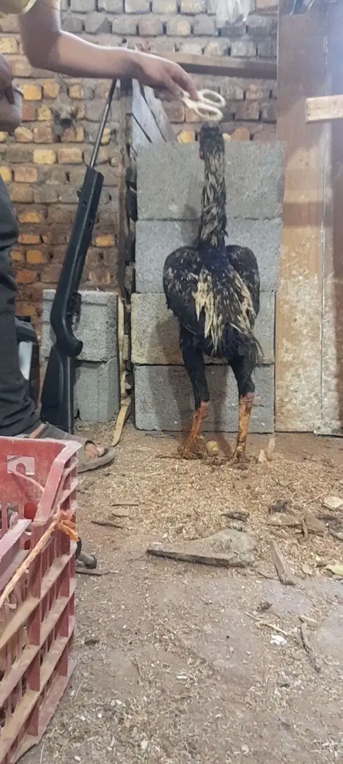 خروس لاری ۵.۵ دونگ|حیوانات مزرعه|مشکیندشت, |دیوار