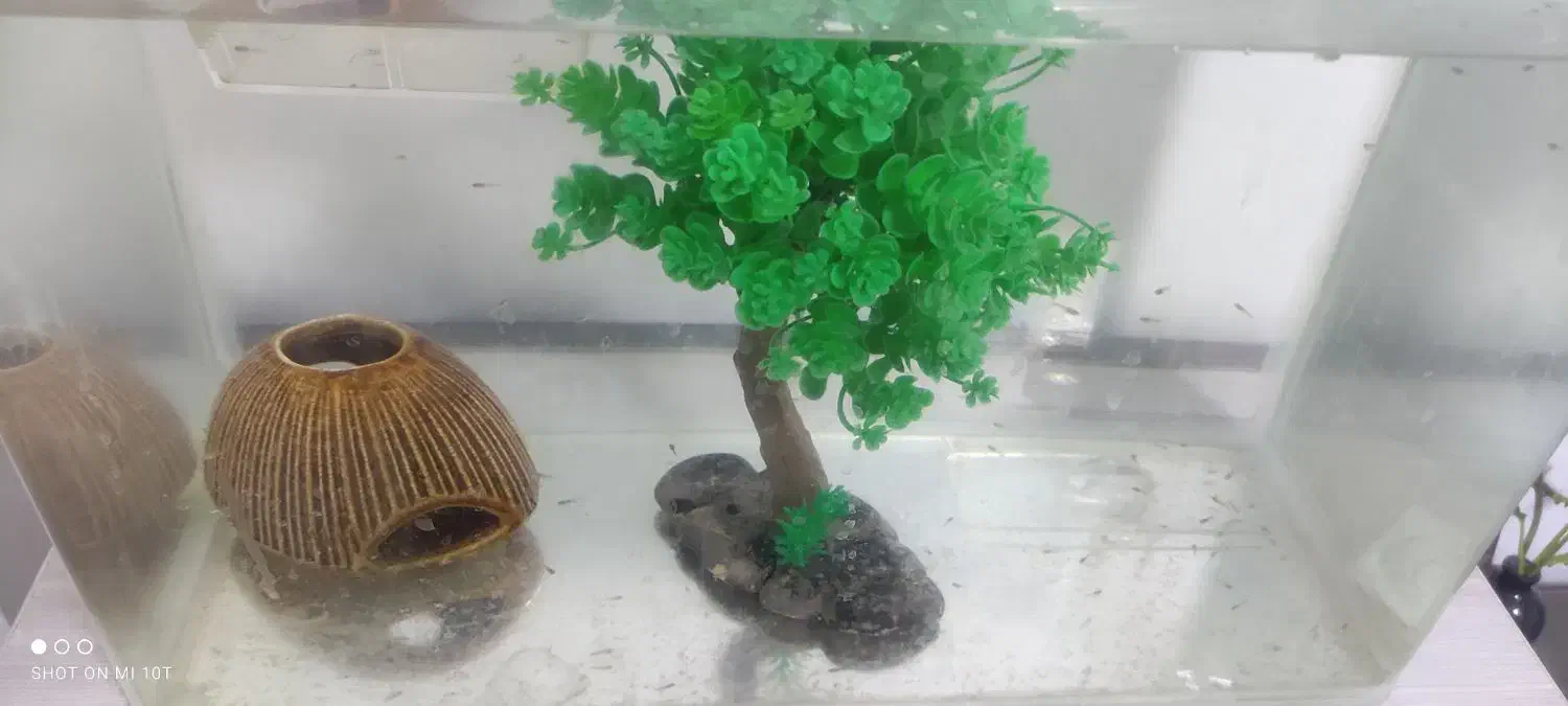 بچه ماهی گوپی دانه ۵تومن|ماهی|شیراز, درکی|دیوار