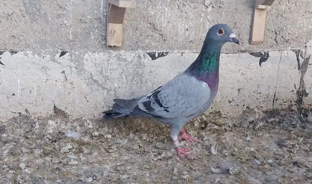 پلاکی صید کربلایی صید|پرنده|اسفراین, |دیوار