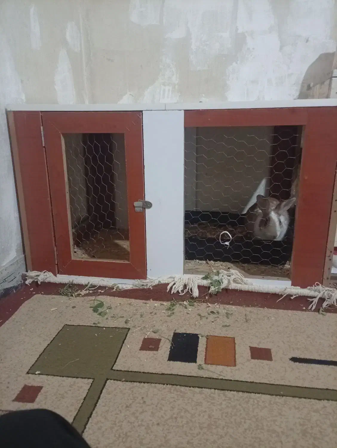 خرگوش باقفس|موش و خرگوش|الوند, |دیوار