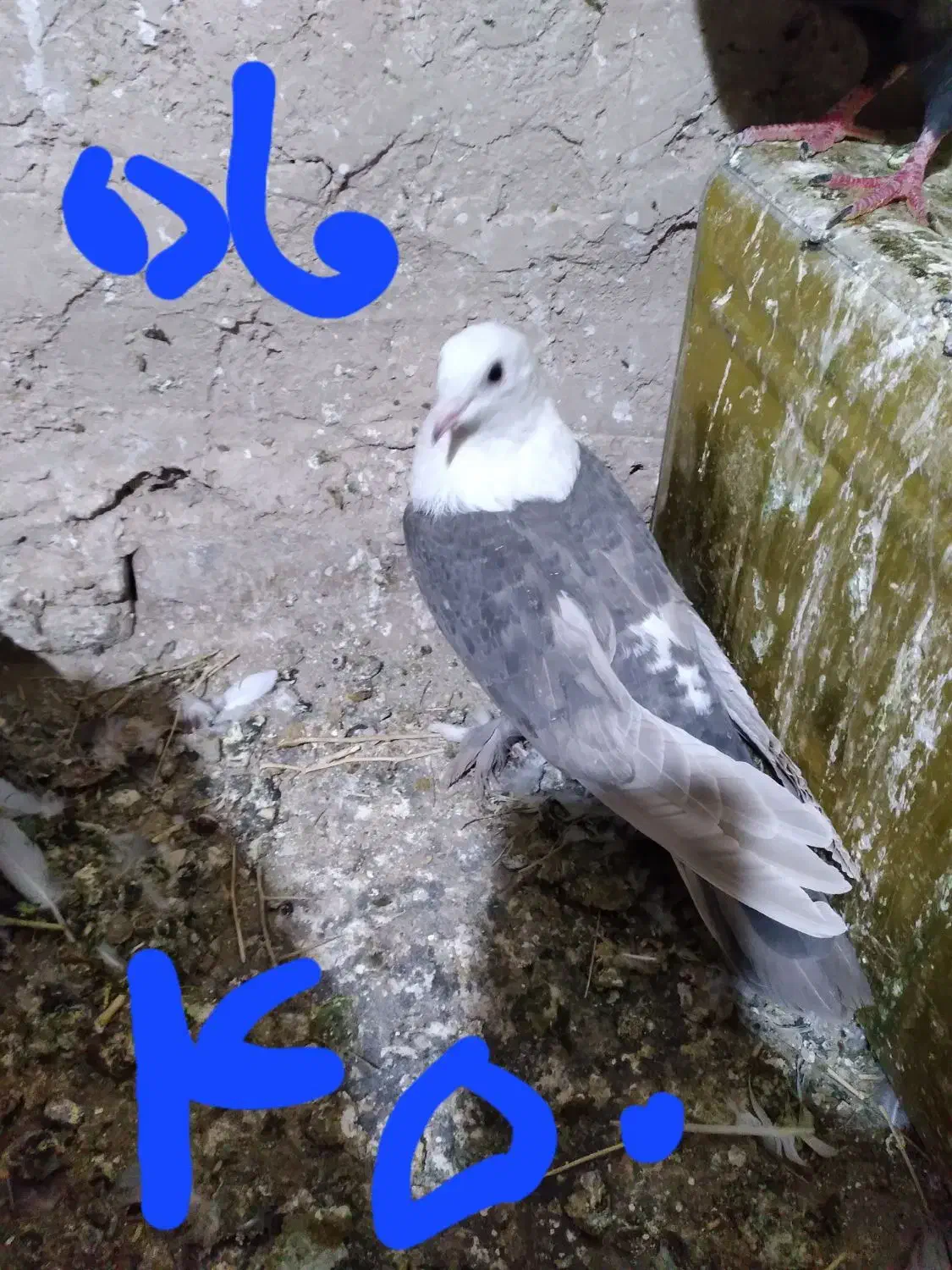 کبوتر|پرنده|فردوس (خراسان), |دیوار