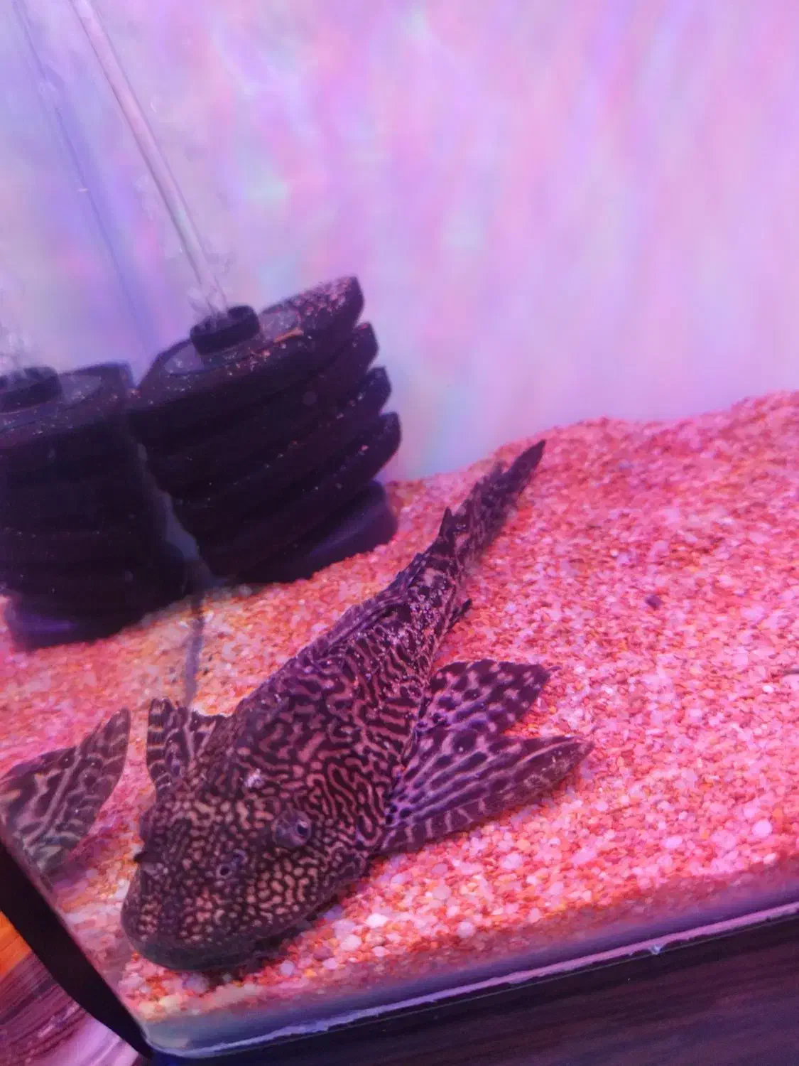 ماهی لجنخوار 20cmمعاوضه با بخاری آکواریوم|ماهی|محمدشهر, شهرک پیام (مهرالبرز)|دیوار