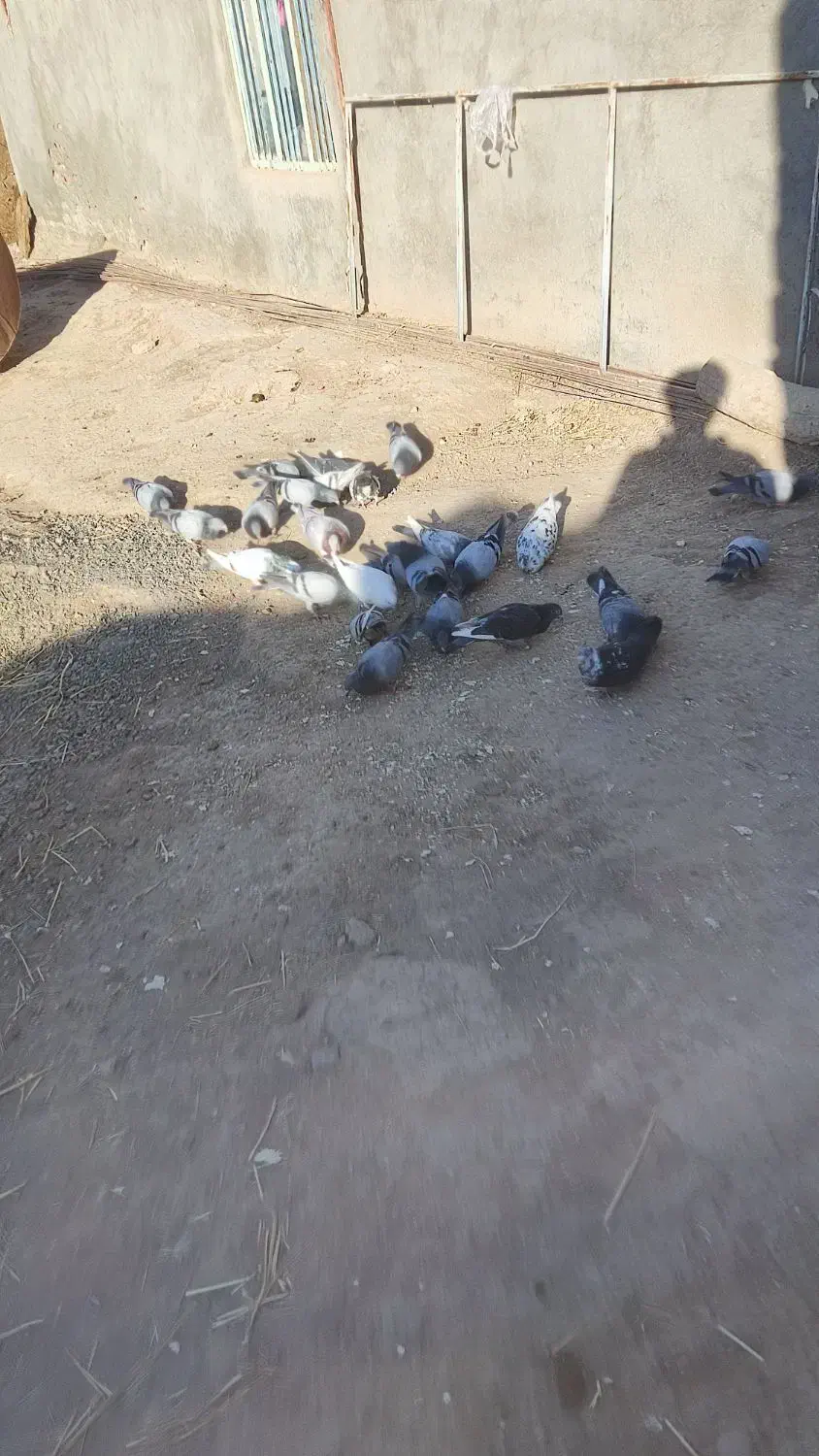 کفتر سبز آلمانی|پرنده|جوین, |دیوار