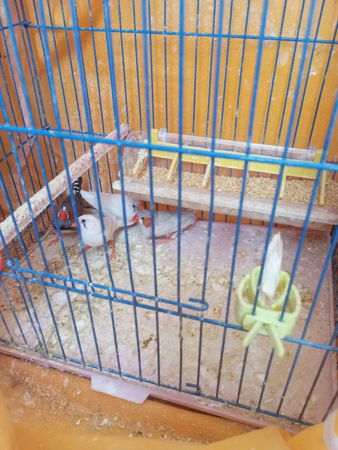 فنچ|پرنده|اصفهان, شاهد|دیوار