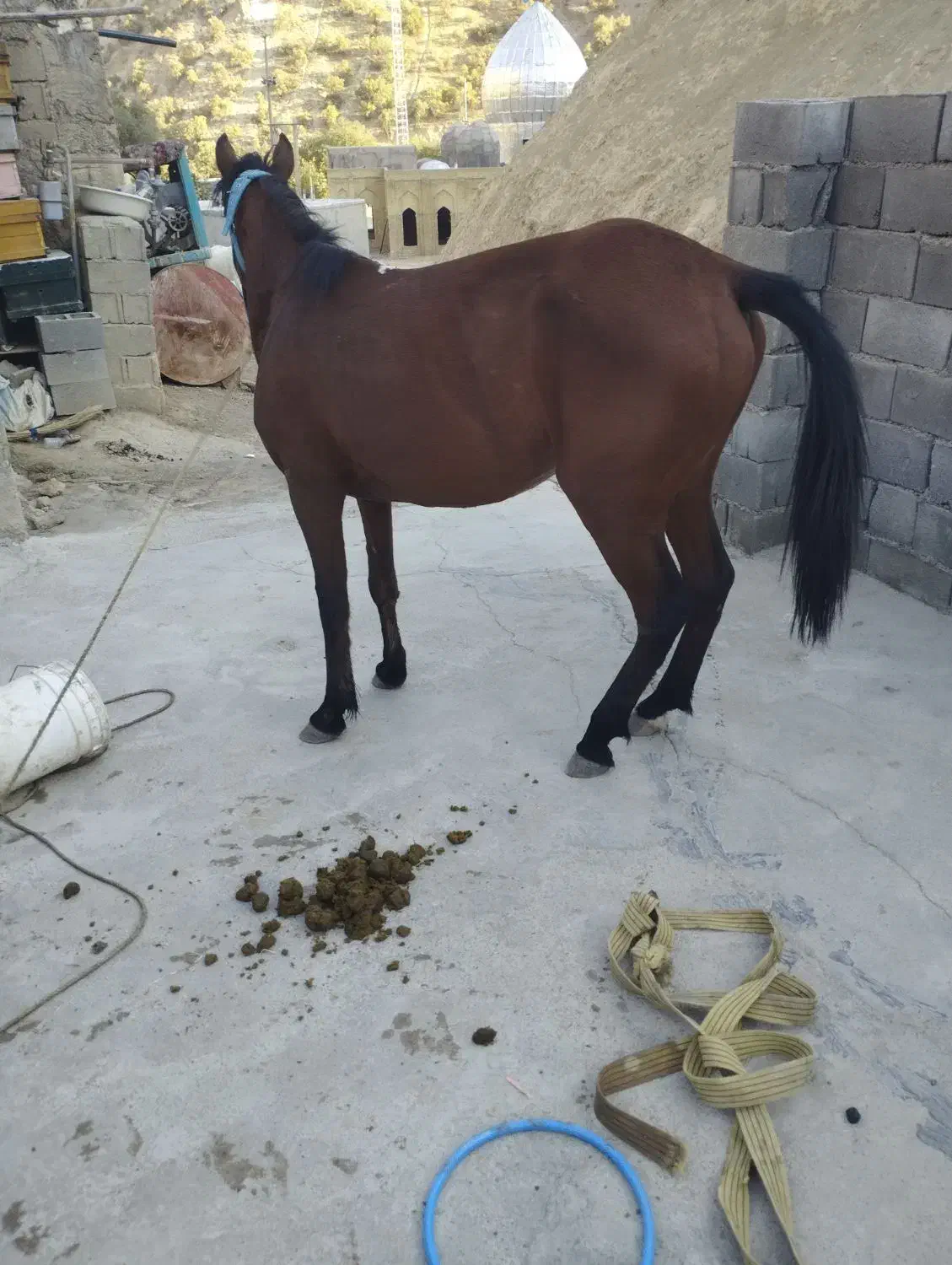 یک عدد مادیان همراه با کره مادیان وآبستن|اسب و تجهیزات اسب‌سواری|سی‌سخت, |دیوار