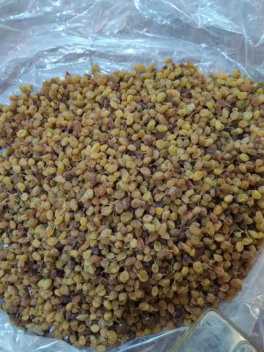 کشمش افتابی ارگانیک|خوردنی و آشامیدنی|قوچان, |دیوار