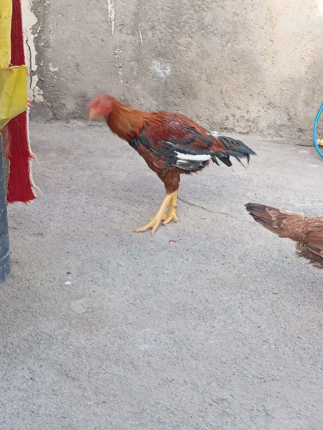 خروس لاری|حیوانات مزرعه|زرندیه, |دیوار