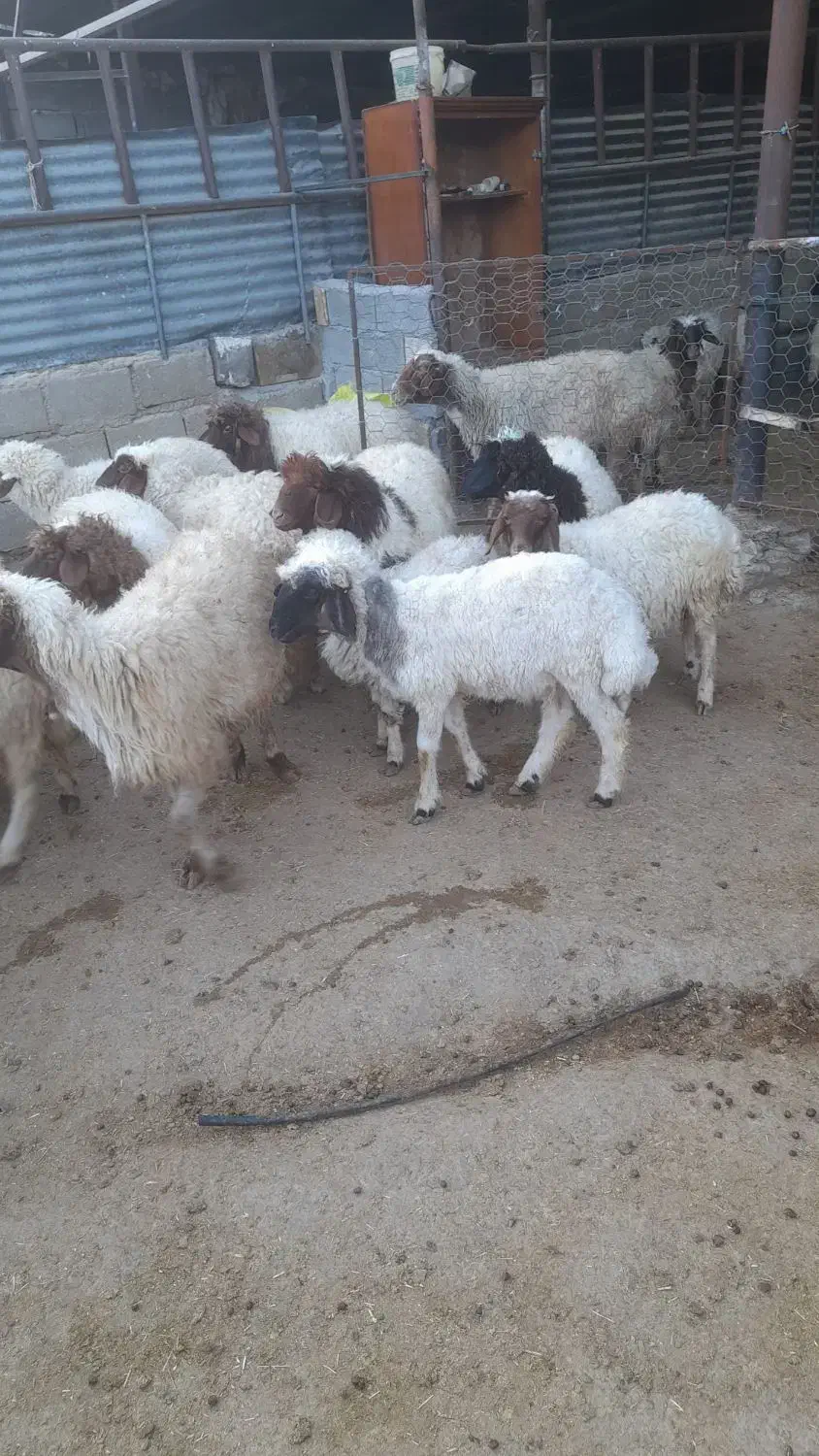 فروش بره|حیوانات مزرعه|کارزان, |دیوار