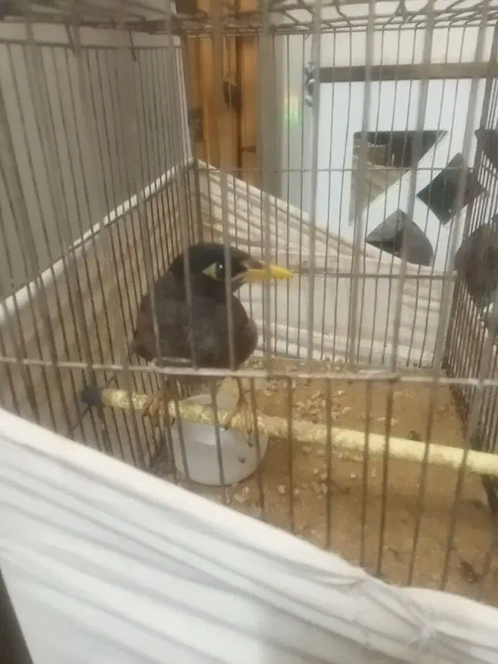 مینا سروحال با دوجفت فنج عوض میکنم|پرنده|ورامین, شهرک ولیعصر|دیوار