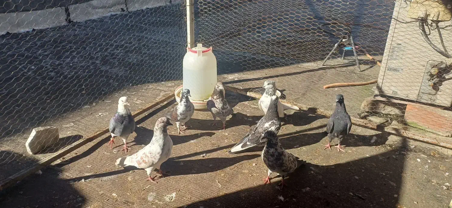 کبوتر تکپر وپرشی|پرنده|گرگان, |دیوار