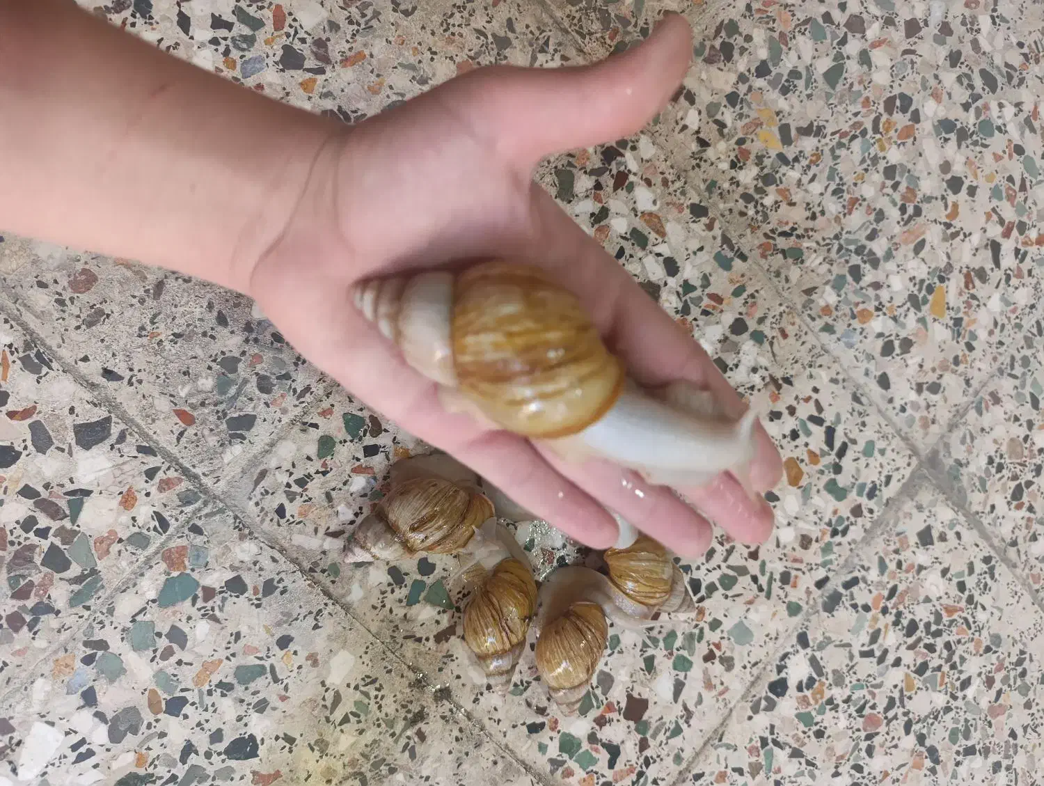 البینو|خزنده|دزفول, |دیوار