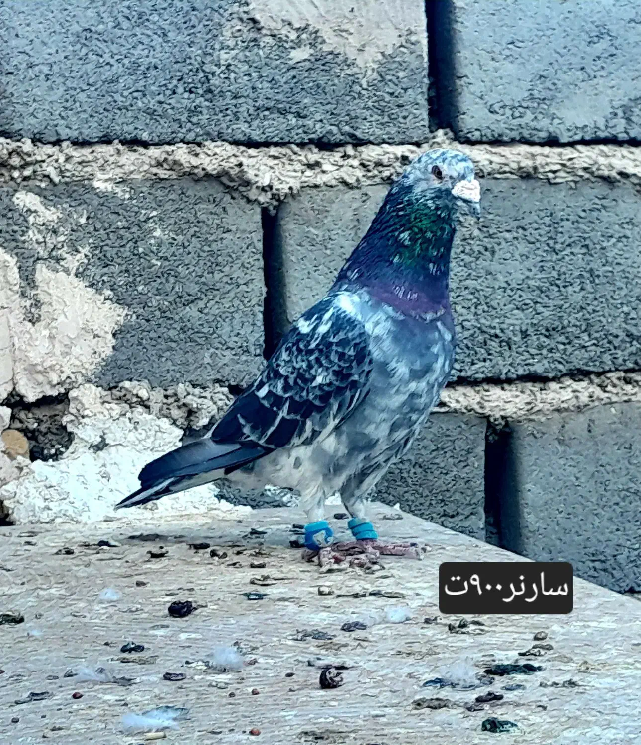 کفترفروشی|پرنده|فردوس (خراسان), |دیوار