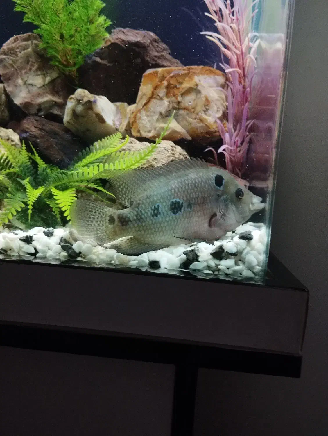 ماهی فلاور گوشتخوار|ماهی|کرمانشاه, |دیوار