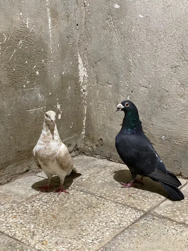 کفتر|پرنده|باسمنج, |دیوار