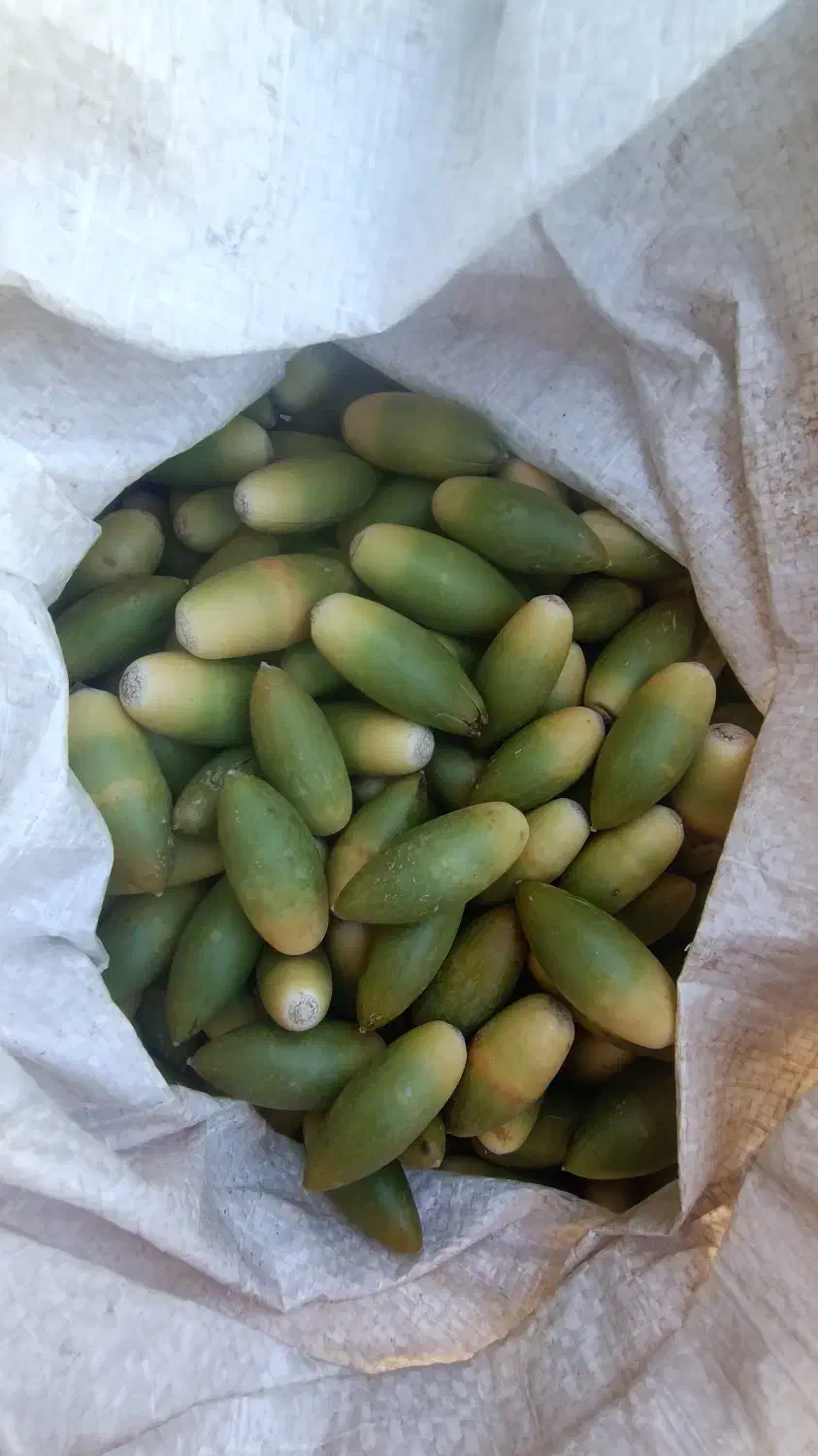 خرید،فروش بلوط ،کلک،جفت|خوردنی و آشامیدنی|ارمند, |دیوار