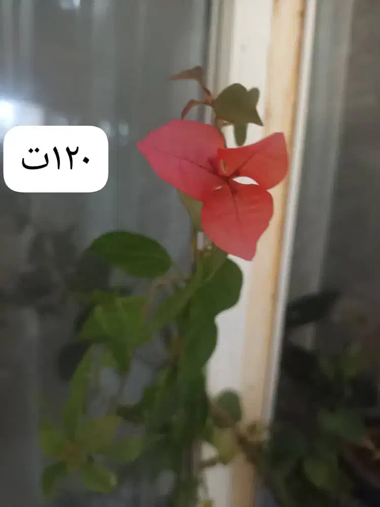 گلهای زیبا|گل و گیاه طبیعی|ارومیه, |دیوار