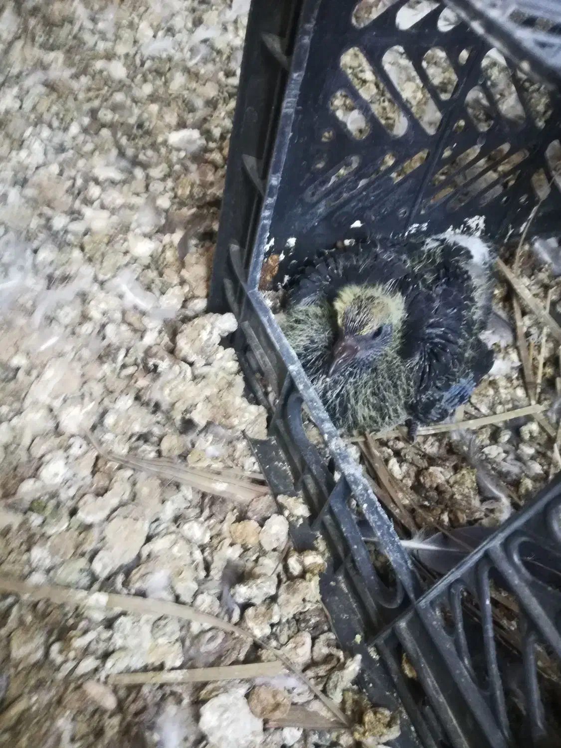 چند عدد کبوتر|پرنده|جم, |دیوار