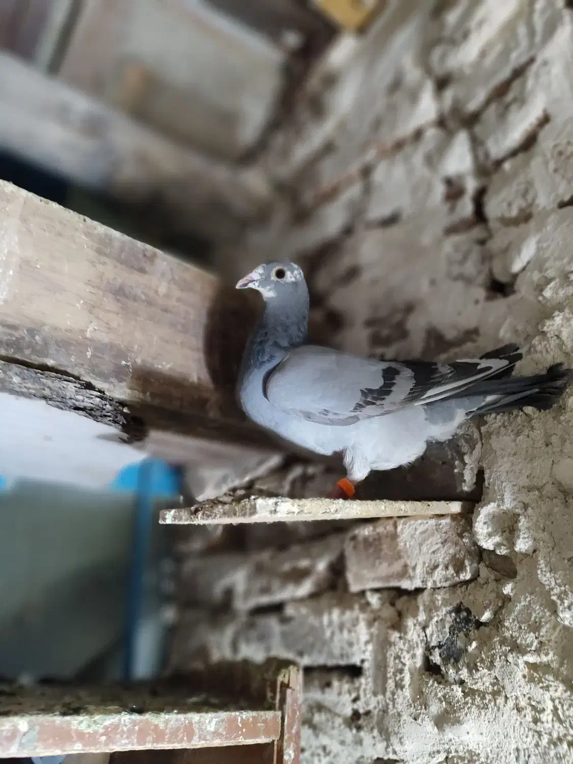 کفتر دوبر|پرنده|اردبیل, |دیوار