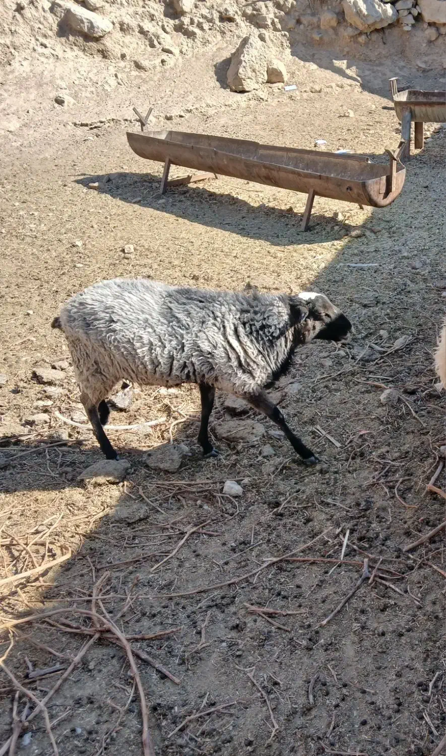 بره قوچ رومانوف|حیوانات مزرعه|کاشان, شهرک صنعتی راوند|دیوار