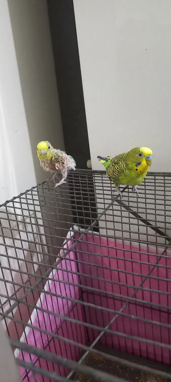 مرغ عشق نر.ماده|پرنده|خوی, |دیوار